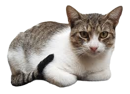 cat.png